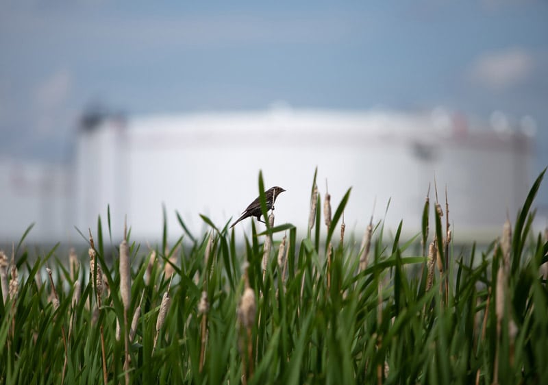 small-gibson-2022-june-514